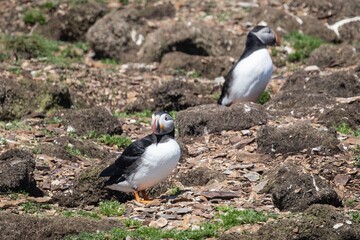 Puffins at the Puffin Viewing Site in Newfoundland