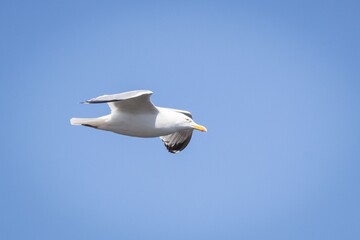 European Herring Gull Flying in the sky