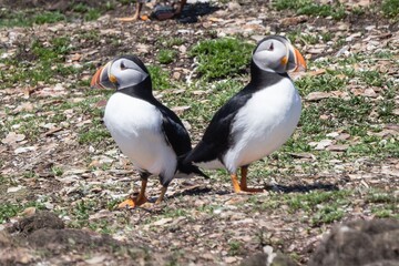 Puffins at the Elliston Puffin Viewing Site