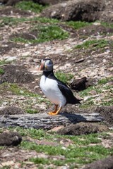 Puffins at the Puffin Viewing Site in Newfoundland
