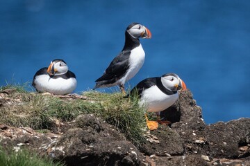 Puffins at the Elliston Puffin Viewing Site