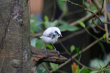 Bali Myna (Leucopsar rothschildi) perched on wooden rail with blurred green background in Hong Kong.
