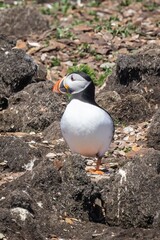 Puffins at the Puffin Viewing Site in Newfoundland