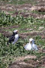 Puffins at the Puffin Viewing Site in Newfoundland