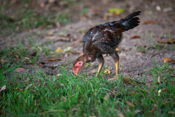 Chickens are foraging in the green grass.