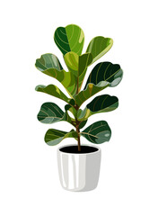 Fiddle Leaf Fig in a white ceramic pot. Bold emerald green leaves on a transparent background create a clean, minimalist, and modern botanical aesthetic.