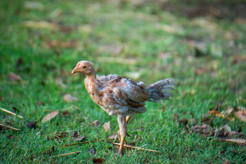 Chickens are foraging in the green grass.