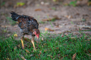 Chickens are foraging in the green grass.