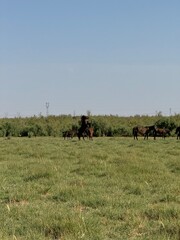 herd of horses