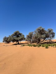 Naklejka premium tree in the desert