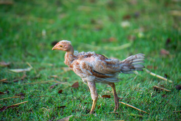 Chickens are foraging in the green grass.