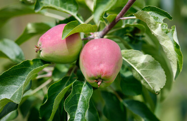 Two apples hanging from a tree