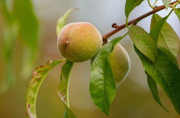 A peach hanging from a tree