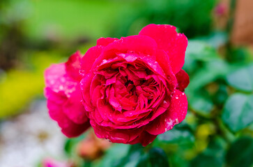 Close-Up of Red Garden Rose with Water Droplets after Rain. Macro shot of blooming red rose with raindrops on petals, captured in garden setting after summer rain.