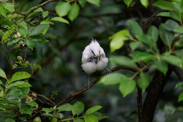 Bali Myna (Leucopsar rothschildi) perched on wooden rail with blurred green background in Hong Kong.
