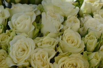 Floral background of faux roses is saddled with bright light