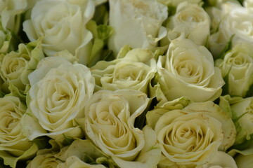 Floral background of faux roses is saddled with bright light