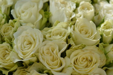 Floral background of faux roses is saddled with bright light
