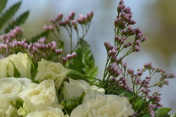 close up of pink hydrangea flowers