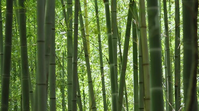 風に揺れる竹林の笹