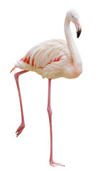 A white and pink flamingo standing on its right leg