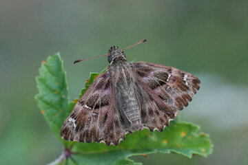 Closeup on a fresh emerged European Mallow skipper butterfly, Carcharodus alceae on tip of the...