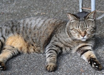 親分ねこ　キジトラ　