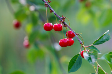 A branch with a bunch of red cherries hanging from it