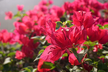 A multi-colored bunch of bougainvillea flowers, including pink, purple and white, bloom together in...