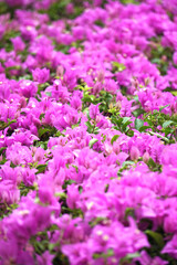 A multi-colored bunch of bougainvillea flowers, including pink, purple and white, bloom together in large clusters, with sunlight streaming down the background of green leaves.