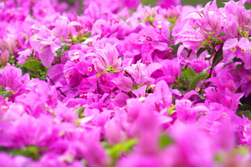 A multi-colored bunch of bougainvillea flowers, including pink, purple and white, bloom together in...