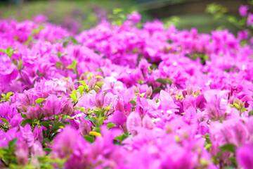 A multi-colored bunch of bougainvillea flowers, including pink, purple and white, bloom together in...