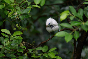 Bali Myna (Leucopsar rothschildi) perched on wooden rail with blurred green background in Hong Kong.
