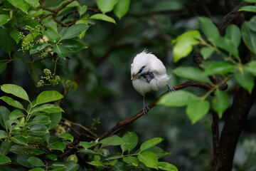 Bali Myna (Leucopsar rothschildi) perched on wooden rail with blurred green background in Hong Kong.
