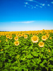 field of sunflowers