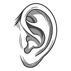 Vector art of detailed line drawing of a human ear depicting the anatomy and structure of the outer ear for medical illustration