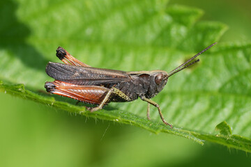 Closeup on the Common European grasshopper, Omocestus viridulus