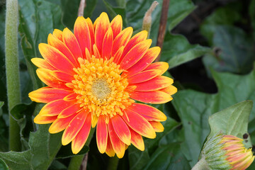 Radiant gerbera daisy with vibrant yellow and orange petals, a burst of floral beauty against a backdrop of lush greenery.