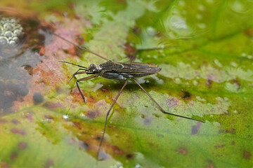 Closeup on a European common pond skater or water strider, Gerris lacustris in a pond