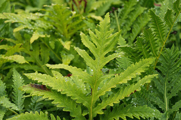 Closeup on a lush green foliage of the Sensitive fern, Onoclea sensibilis
