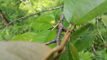Portrait of a slender black ant belonging to the genera Tetraponera. Shot in a tropical rainforest.