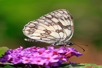 Schachbrett, Melanargia galathea