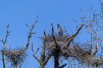 Great Blue Herons on Their Nests in a Rookery at Kensington Metropark, near Milford, Michigan.
