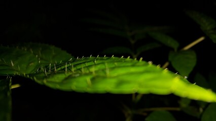 Very beautiful spiny leaf texture wallpaper. Shot in jungle at night. Nature background. Perfect for documentaries about tropical rainforests and World Environment Day on June 5th.