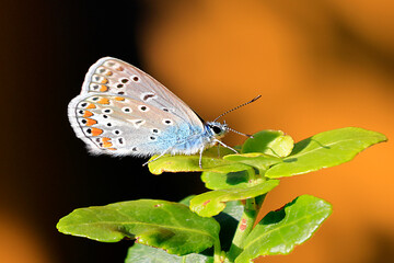 Bläuling, Polyommatus icarus