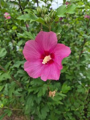 Summer Blossoms in Lush Greenery