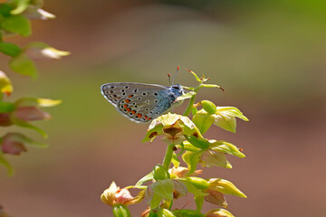 Bläuling, Polyommatus icarus