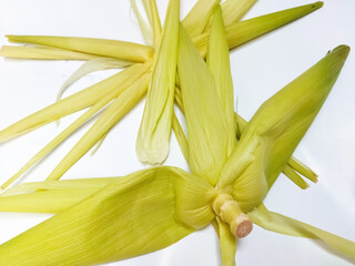 Fresh corn cobs green husks isolated on white background. The leaf that wraps corn cobs, which is generally used as a wrapper for traditional cigarettes. Klobot. 