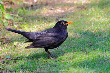 Amsel, Turdus merula