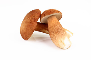 Gemeiner Steinpilz, Boletus edulis
